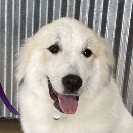 Little - Great Pyrenees