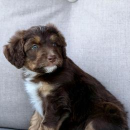 Mademoiselle - Brown and white female Aussiedoodle puppy in Decatur, Illinois from Signature Doodles