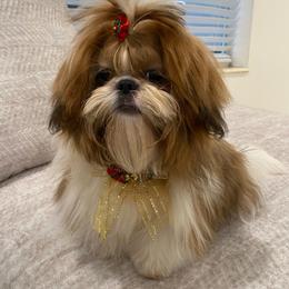Sofia - Shih Tzu
