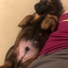 Dachshund and Siberian Husky Puppies from Carmen Coon's Dachshunds and Huskies