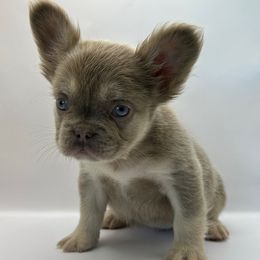 Charlie - Liver female French Bulldog puppy in San Leandro, California from City of Frenchies