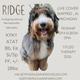 Ridge