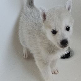 Pomsky Puppies from Peoria Pomskies