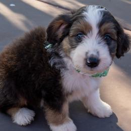 Jagger - Black tri-color male Aussiedoodle puppy in Crowley, Texas from Nelson's Aussies and Aussiedoodles