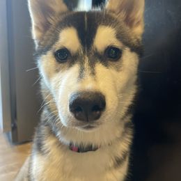 Siberian Husky All Grown Up from Curatolo Kennels