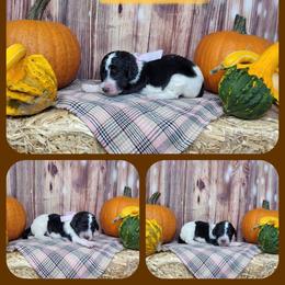 Goldie - Parti female Goldendoodle puppy in Grabill, Indiana from Rose's Doodles