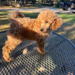 Winston - Red  male Poodle puppy in Florence County, South Carolina from Modern Family Standards
