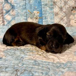 Cinnamon - Red female Dachshund puppy in Nampa, Idaho from 208 Wiener Wiggle Butts LLC