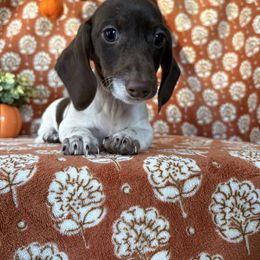 Ruby Gloom - Piebald female Dachshund puppy in Temecula, California from Naomi Magee's Dachshund Kennel