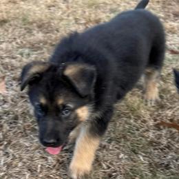 Leon - Black and red male German Shepherd puppy in Charlottesville, Virginia from AB_Elite_GSD