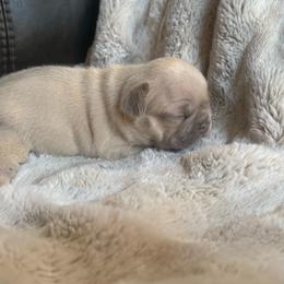 Frappe with OFA parents - Cream female French Bulldog puppy in Billings, Montana from Yellowstone Frenchies