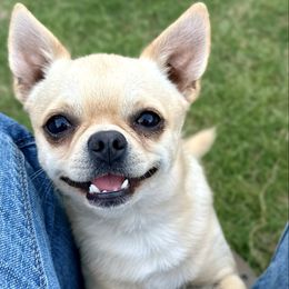 Chihuahua puppies from Brooks Grove Canines LLC