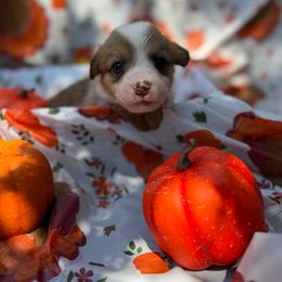 Red - Sable male Pembroke Welsh Corgi puppy in Dobson, North Carolina from Clover S Farm