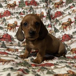 Boy 1 - Red male Dachshund puppy in Buchanan, Georgia from Kiser Creek Dachshunds