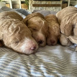 Quinn - Apricot female Poodle puppy in Gilbert, Arizona from Desert Oasis Kennels