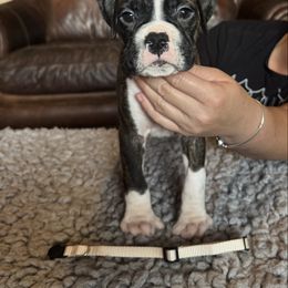 Khaki collar flashy brindle male - Brindle male Boxer puppy in Coal Valley, Illinois from Charron Boxers