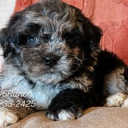 Aussiedoodles, Australian Shepherds, Bernedoodles, Sheepadoodles, and Shichons from V6 Ranch Dogs