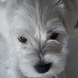 Miniature Schnauzers from Pawsitively Miniature Schnauzers