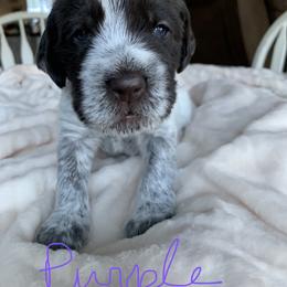 Wirehaired Pointing Griffon Puppies from Happy Hollow Griffons