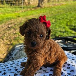 Ruby - Red  female Poodle puppy in Utica, Ohio from Poodle Me Crazy