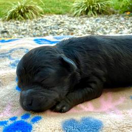 Nests - Black female Cockapoo puppy in Liberty, Kentucky from Kentucky Cockapoos