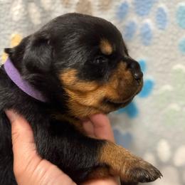 Girl 1 - Black and mahogany female Rottweiler puppy in Newfoundland, Pennsylvania from Poconopaws