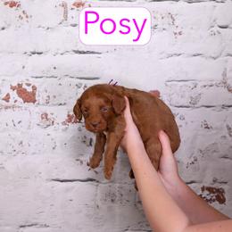 Posey - Red female Cavapoo puppy in Calhoun, Georgia from Happy Top Doodles