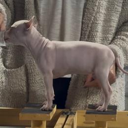 Bishop - White, black sable red male American Hairless Terrier puppy in Bates City, Missouri from Bare Wonder
