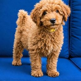 Clementine - Red  female Goldendoodle puppy in Mohnton, Pennsylvania from Stony Meadow Puppies
