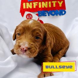 Bullseye - Red  male Goldendoodle puppy in Lakeland, Florida from Rolling Oak Doodles