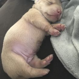 Dachshund Puppies from Alpine Meadow Dachshunds