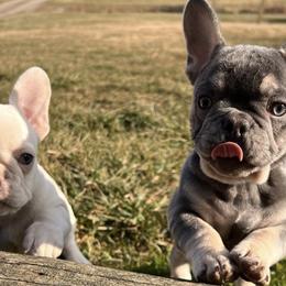 French Bulldogs from The French Bulldog Collective