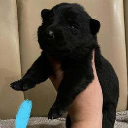 Syrah (Mint) - Black female German Shepherd puppy in Pahrump, Nevada from Wachhund Kennels