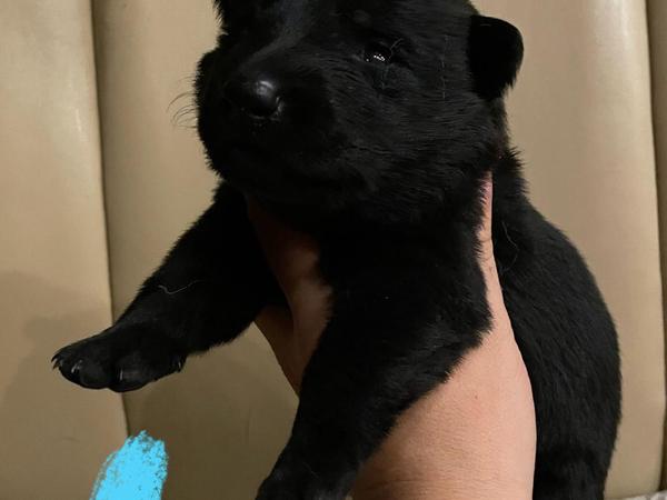 Syrah, black German Shepherd puppy