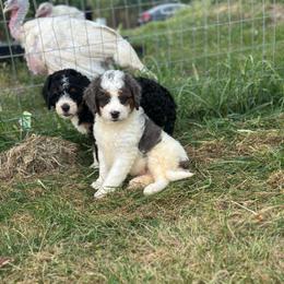 Stone - Merle male Bernedoodle puppy in Moulton, Iowa from Shondel Puppy Paws