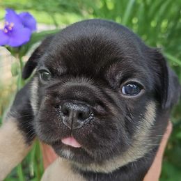 French Bulldog Puppies from St Louis Frenchies
