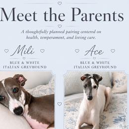 Italian Greyhound puppies from Elite Doxies Florida