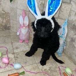 Poodle Puppies from Arindayle Standard Poodles