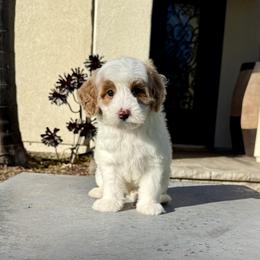 Girl 1 - Parti female Goldendoodle puppy in San Diego, California from Goldendoodles & Poodles of San Diego