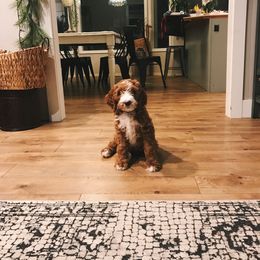 Bernedoodle and Goldendoodle Puppies from Heartfelt GoldenDoodles