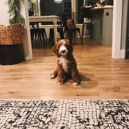 Bernedoodle and Goldendoodle Puppies from Heartfelt GoldenDoodles