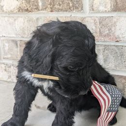 Tortuga - Black and white Portuguese Water Dog puppy in Jacksonville, Florida from Filo House