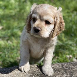 Cocker Spaniel Puppies from Brooks House Cocker Spaniels