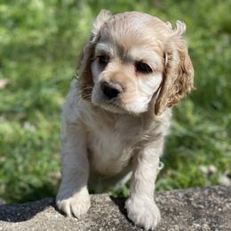 Cocker Spaniel Puppies from Brooks House Cocker Spaniels