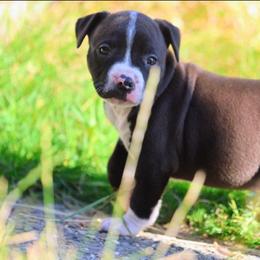 Boy 1 - Black male American Pit Bull Terrier puppy in Sea Tac, Washington from SkylineUSA Kennels