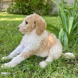 Bubbles - Parti female Goldendoodle puppy in Edmond, Oklahoma from Oodles of Doodles and Poodles