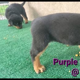 Rottweiler Puppies from Vom Haus Curbeam Rottweiler Kennel, LLC