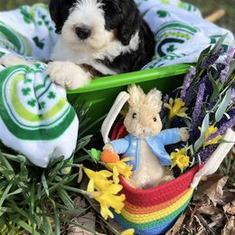 Bernedoodle Puppies from Doodles & Spice