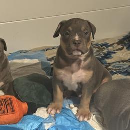 American Bully Puppies from M&M XL Bully Kennel