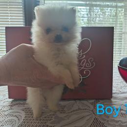 Boy 1 - Cream male Pomeranian puppy in Tabor City, North Carolina from Southern Palmetto Pomeranians